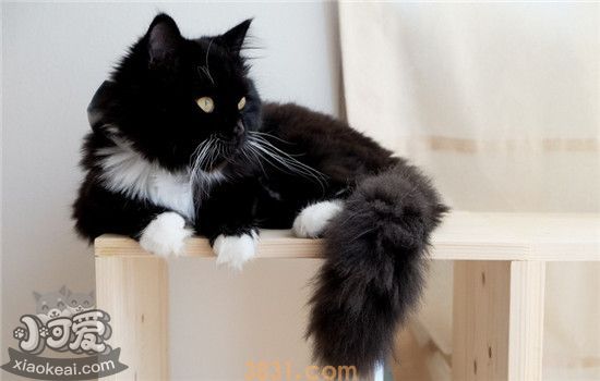 猫咪软便是什么样的 猫咪为什么会出现软便(图2)