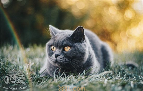 猫咪掉牙是怎么回事 猫咪为什么会掉牙你知道吗(图1)