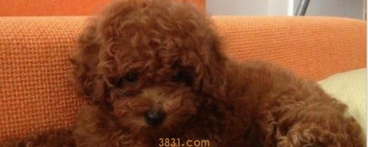 贵宾犬和泰迪的区别 其实就一种美容方式(图1)