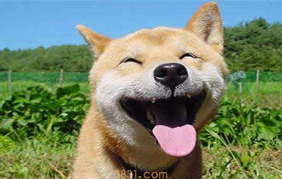 秋田犬可以养吗 禁止饲养的城市要注意哦!(图1)