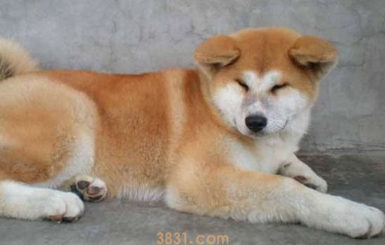 秋田犬缺点 看完你还想养秋田犬吗?(图1)