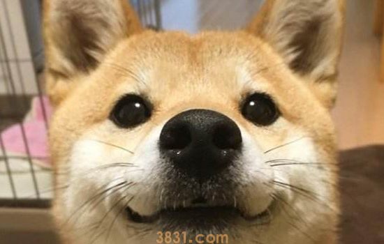 秋田犬起源 秋田犬的故事(图1)