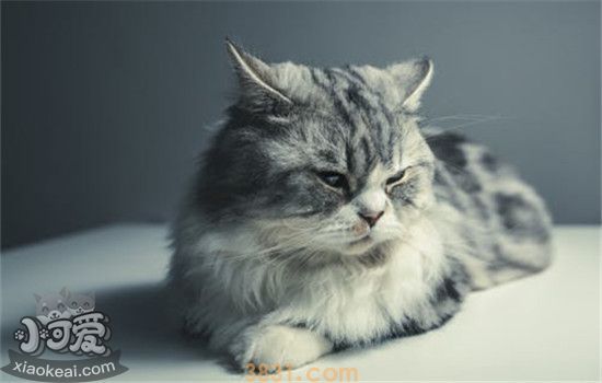 猫咪呕吐的原因 猫咪呕吐有什么解决办法(图2)