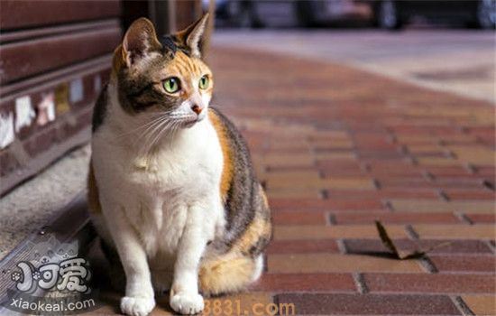 猫咪呕吐的原因 猫咪呕吐有什么解决办法(图1)