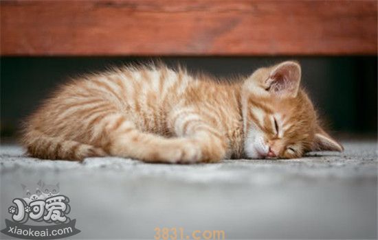 猫咪耳朵有问题时有哪些征兆 一定不要忽略猫咪的耳部健康(图1)