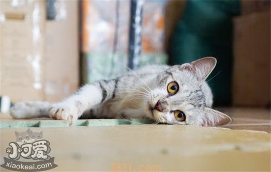 猫咪耳朵有问题时有哪些征兆 一定不要忽略猫咪的耳部健康(图2)
