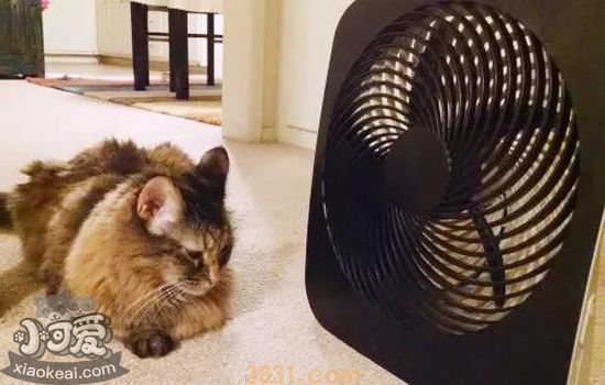 猫刚接回家要注意什么(图1)