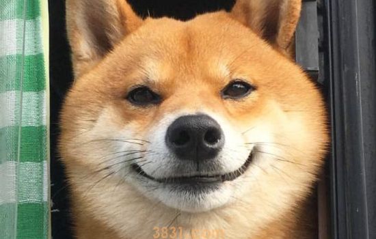 秋田犬为什么不捡球 忠犬八公的故事你知道吗(图1)