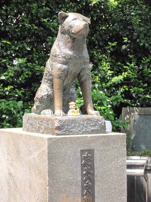 秋田犬为什么不捡球 忠犬八公的故事你知道吗(图2)