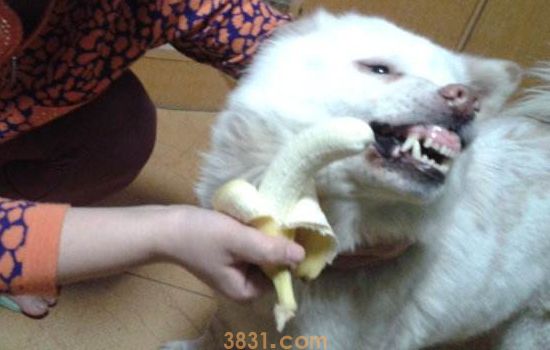 博美犬和比熊犬的区别 非常容易分辨哦!(图1)