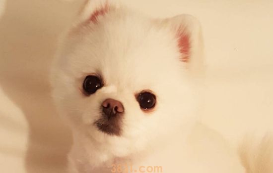 博美犬和银狐犬的区别 看完这些,真的很容易分辨!(图1)