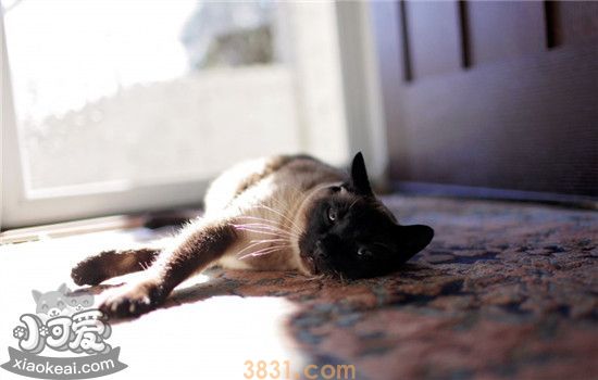 猫咪流产的迹象是什么 如何预防猫咪流产(图1)