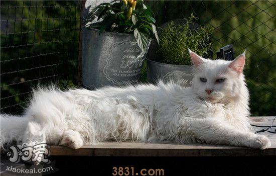 猫咪流产的迹象是什么 如何预防猫咪流产(图2)