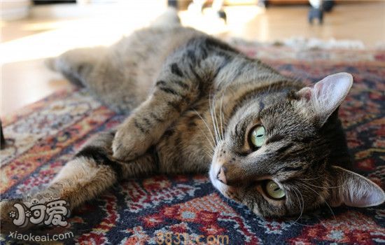 猫咪为什么会流产 猫咪流产的原因有哪些(图1)