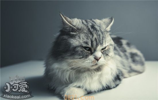 怎样给猫咪喂驱虫药 给猫咪喂驱虫药的三个小窍门(图1)