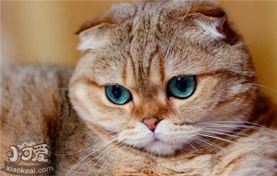 猫咪肥胖怎么减肥 控制猫咪的饭量必不可少(图1)