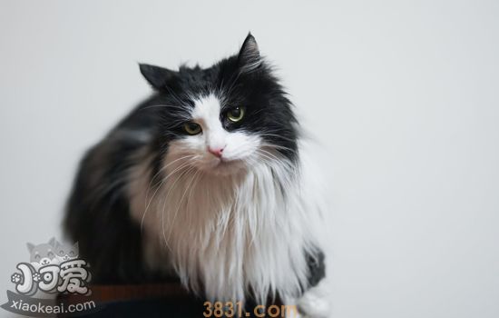 猫青光眼怎样治疗好 需要摘除眼球吗(图1)