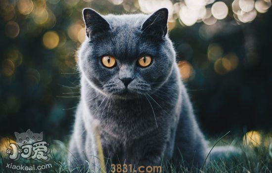 猫青光眼和白内障区别 猫咪眼疾干预措施(图1)