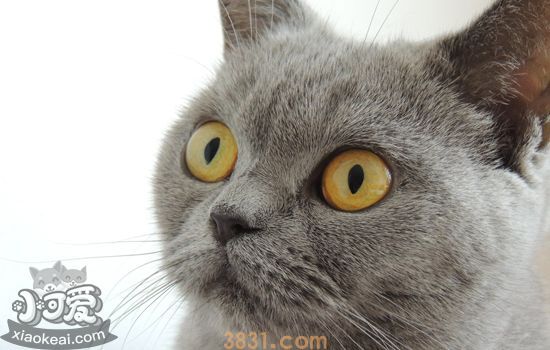 猫青光眼和白内障区别 猫咪眼疾干预措施(图2)