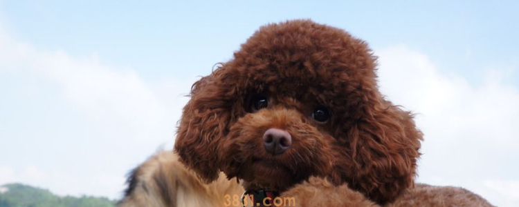 贵宾犬按体型分哪几种 知道泰迪就是贵宾的一种吗(图1)