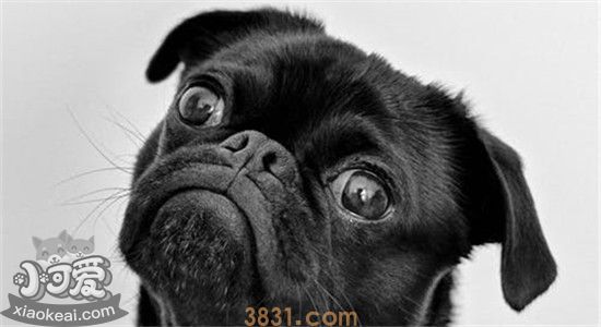 博美犬寿命一般多少年 怎样才能延长狗狗的寿命(图2)