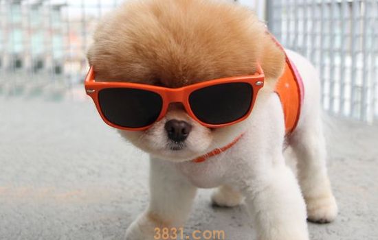 博美犬寿命一般多少年 怎样才能延长狗狗的寿命(图1)