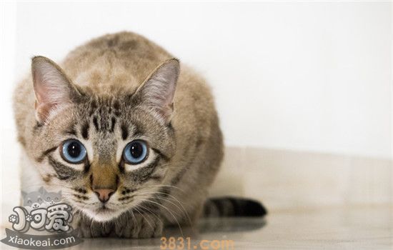 猫脂肪肝的症状 猫咪脂肪肝要怎么治疗(图1)