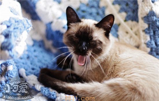 猫脂肪肝的症状 猫咪脂肪肝要怎么治疗(图2)