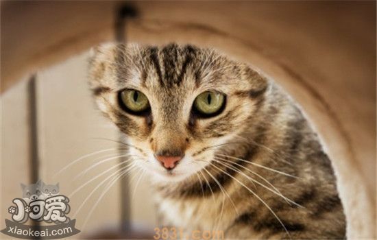 不同猫砂的区别 猫砂的优缺点你知道吗(图1)