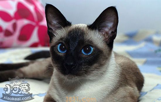 暹罗猫不肯吃猫粮 暹罗猫怎么都不愿意吃东西怎么办(图1)