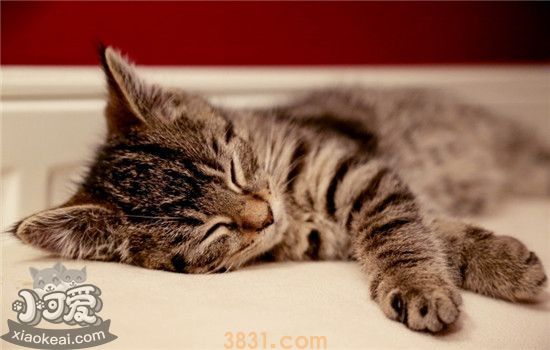 夏天猫不吃饭怎么回事 夏天养猫要注意什么(图1)