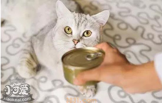 猫罐头瘪了能不能吃 猫罐头有讲究(图3)