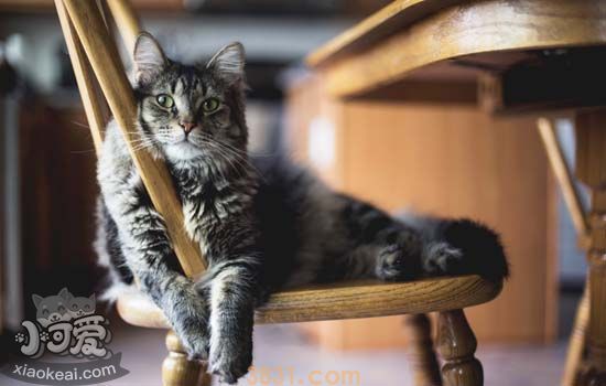 猫砂脏了猫会怎么样 猫咪比你更讨厌脏猫砂(图1)