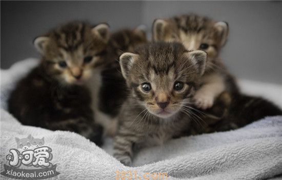 小猫不排便怎么办 训练小猫排便要注意什么(图1)