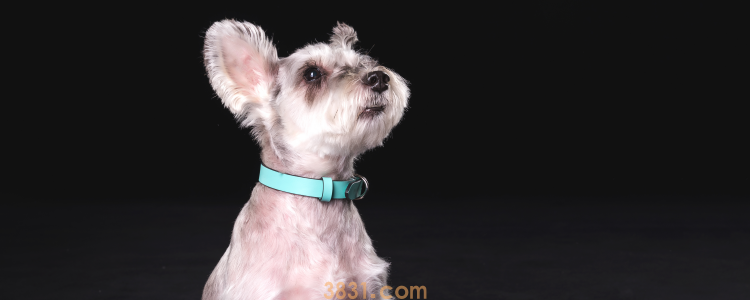 雪纳瑞是梗类犬吗 是属于梗类的德国血统狗狗(图1)