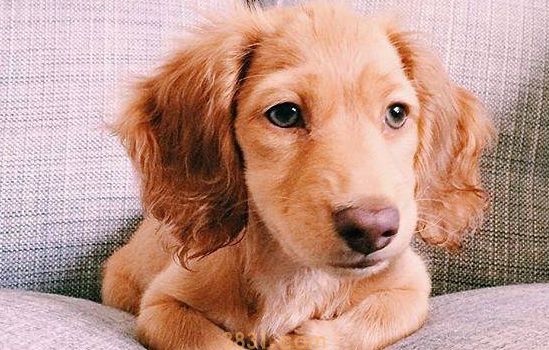 博美犬聪明吗 博美犬的智商排第几(图2)