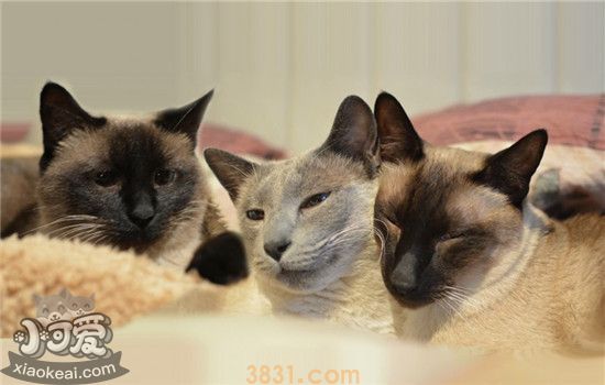 怎么给猫做驱虫 特殊时期的猫要如何驱虫(图1)