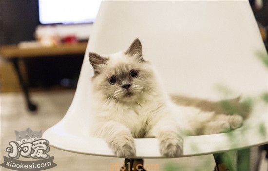 养猫的四大好处 难怪有这么多人喜欢养猫(图1)