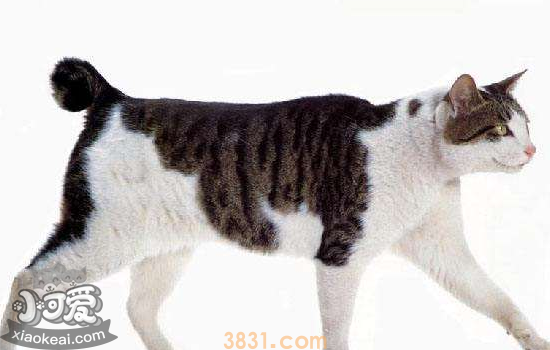 怎么才能让猫喝水 让猫喝水你需要掌握以下小技巧!(图1)