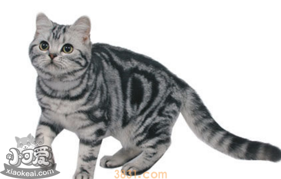 养猫常识及注意事项 养猫常识包含的小tip你知道吗?(图1)