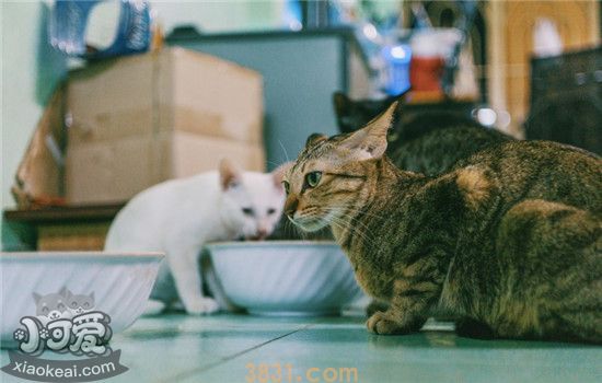猫砂盆放哪里好 放猫砂盆要注意什么(图1)