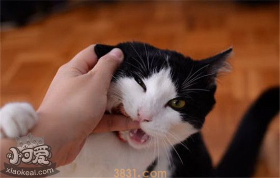 猫脾气不好怎么办 如何改正猫咪的坏脾气(图1)
