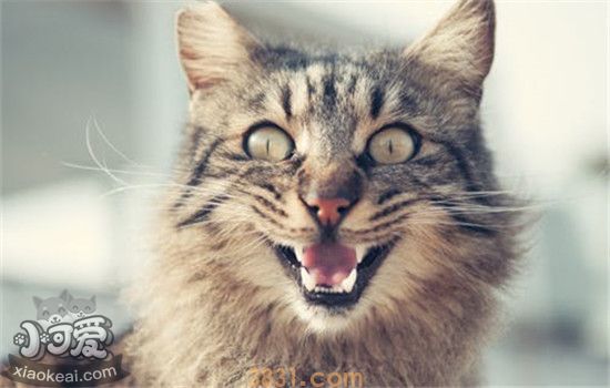 为什么有的猫很凶 猫咪脾气很臭怎么办(图1)