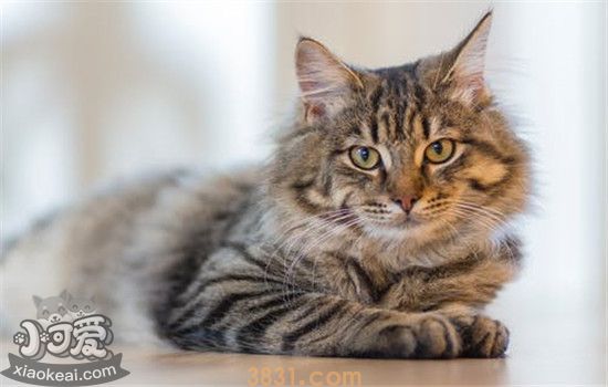 给猫咪做护理的好处 护理用品怎么用你知道吗(图1)