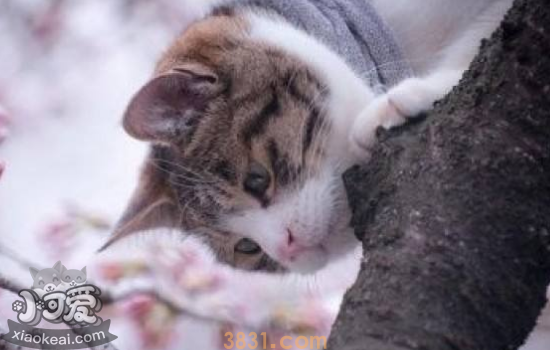 夏天养猫要开空调吗 夏天养猫的注意事项(图1)