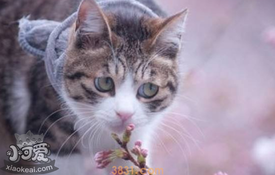 夏天养猫要开空调吗 夏天养猫的注意事项(图2)