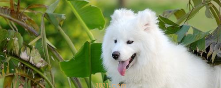 萨摩和银狐的区别 一个是狗,一个是狐狸,这样分的清吗(图1)