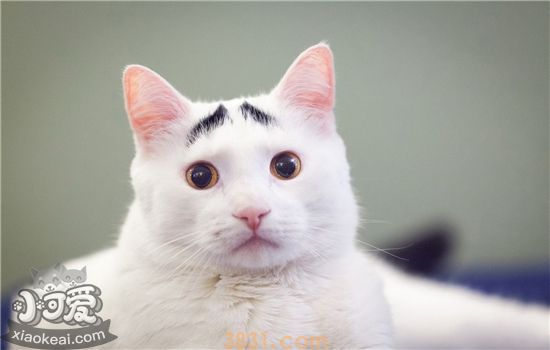 猫咪眼睛上面的毛秃了 是怎么回事(图1)