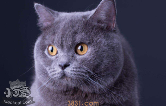 蓝猫发的情的特征 看看你家蓝猫发情了吗(图1)