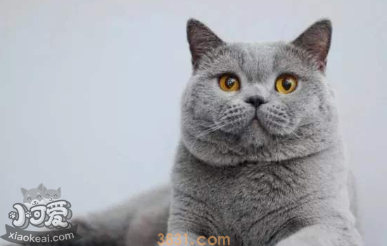 蓝猫发的情的特征 看看你家蓝猫发情了吗(图2)